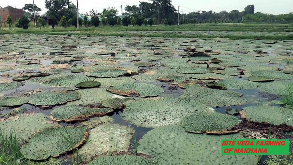 Global Hub of Primium Makhana